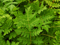 Hardy Fern Osmunda regalis